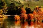 Image of MCLAREN FALLS PARK - Kaimai Ranges, Tauranga